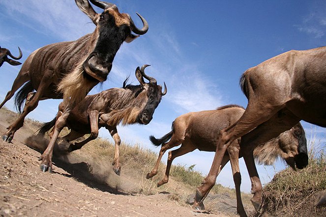 Trek: Spy on the Wildebeest - Photos
