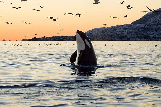A gyilkos bálna - Filmfotók