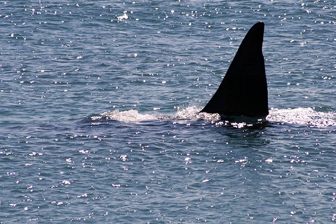 A gyilkos bálna - Filmfotók