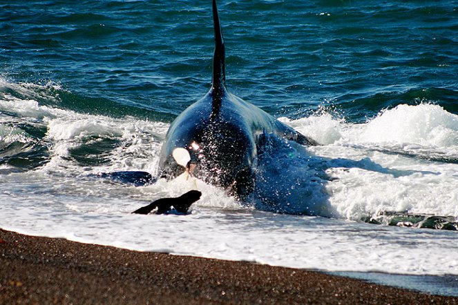 Killer Whales - Filmfotos