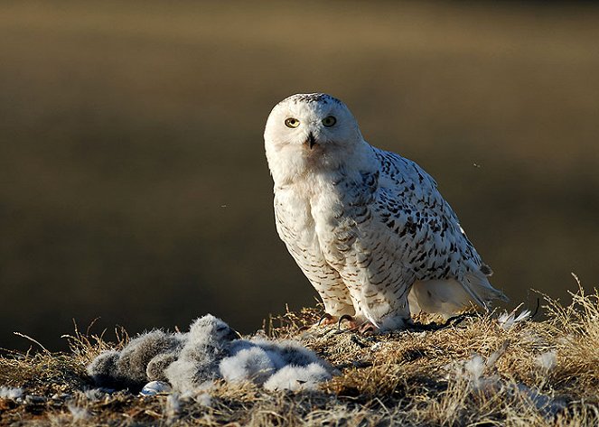 Natural World - Season 26 - White Falcon, White Wolf - Filmfotos