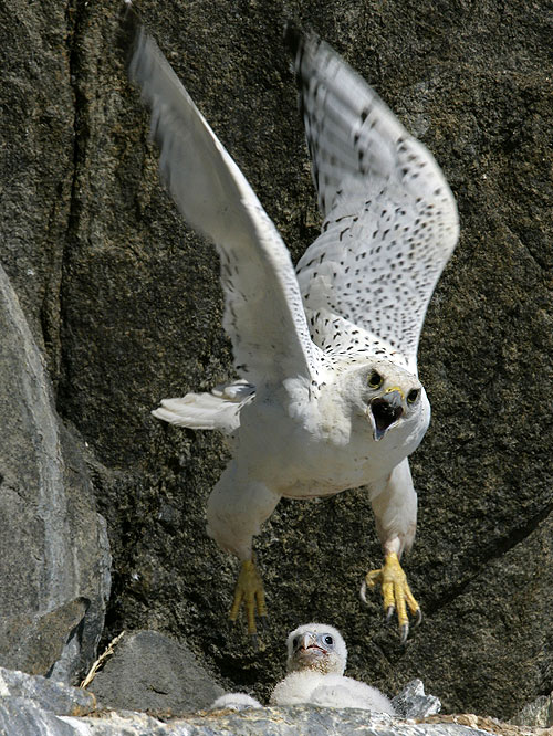 The Natural World - White Falcon, White Wolf - Kuvat elokuvasta