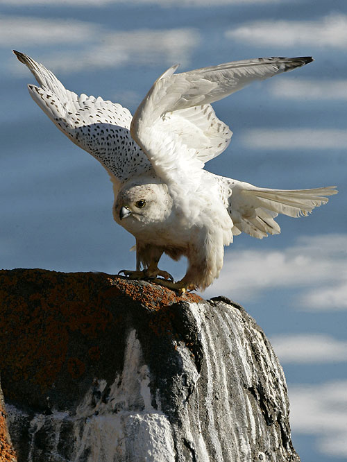 The Natural World - White Falcon, White Wolf - Photos