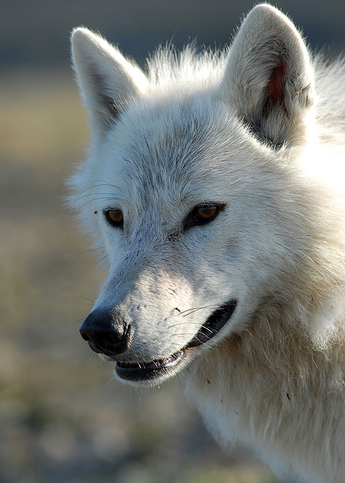 Svět přírody - Bílý raroh, bílý vlk - Z filmu