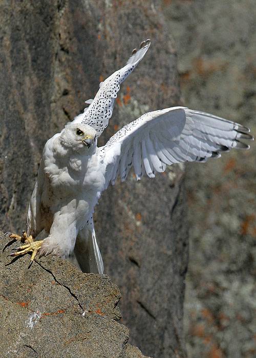 The Natural World - White Falcon, White Wolf - Photos