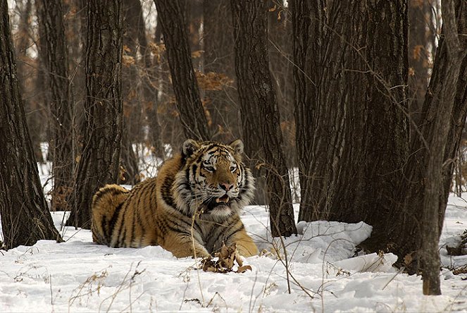 Amba the Russian Tiger - Z filmu