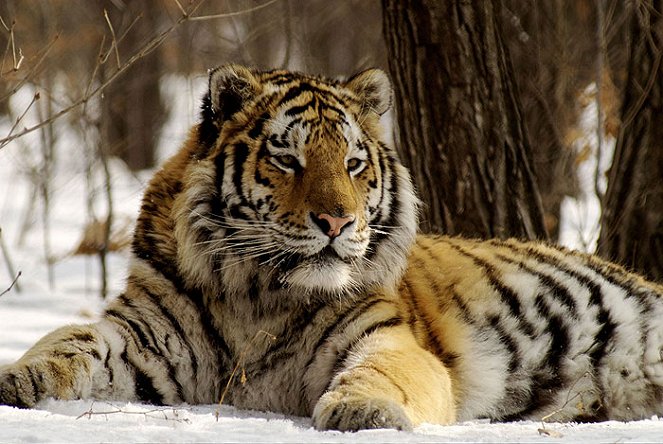 Amba the Russian Tiger - Photos