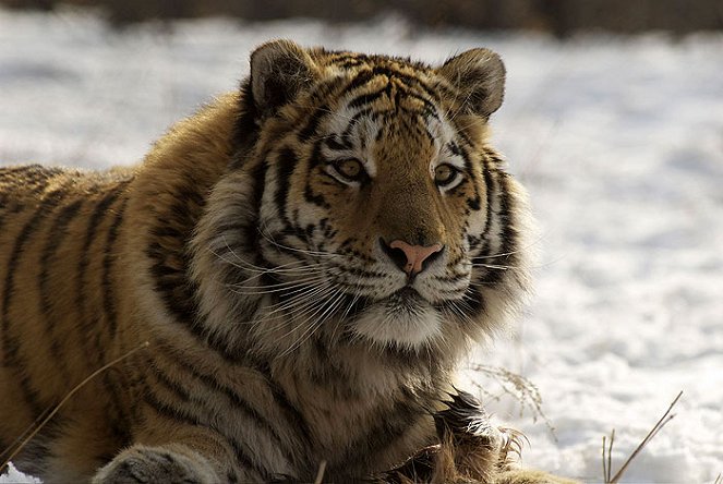 Amba the Russian Tiger - Z filmu
