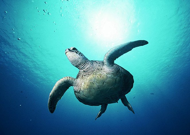 Prirodzený svet - A Turtle's Guide to the Pacific - Z filmu