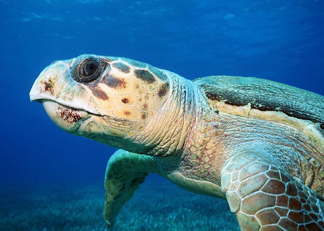 The Natural World - A Turtle's Guide to the Pacific - Van film