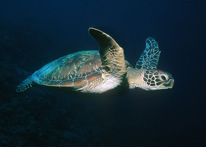 A természeti világ - A Turtle's Guide to the Pacific - Filmfotók