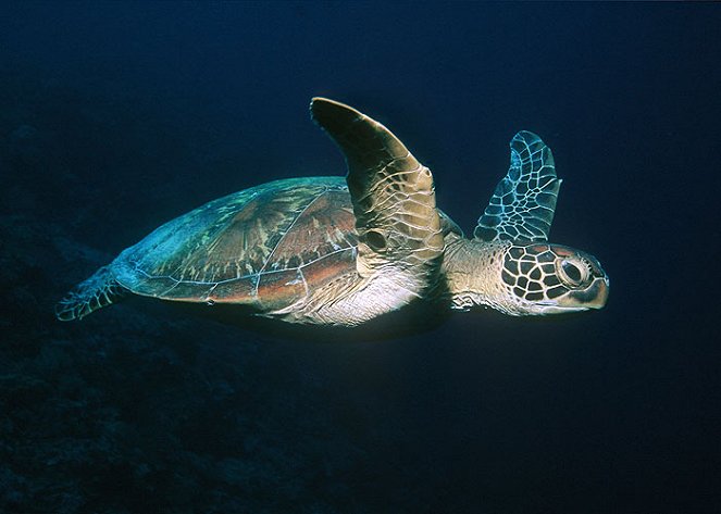 Natural World - A Turtle's Guide to the Pacific - Filmfotos