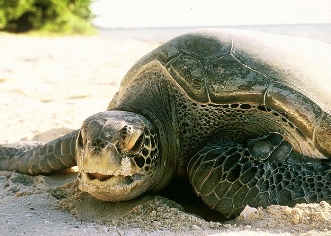 A természeti világ - A Turtle's Guide to the Pacific - Filmfotók