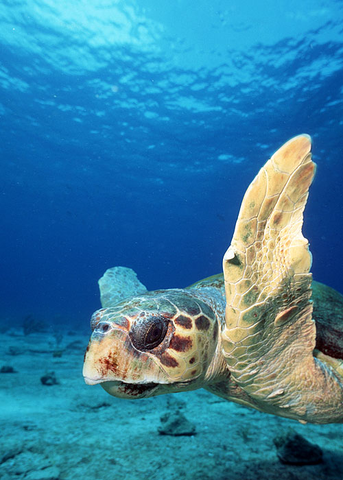 Prirodzený svet - A Turtle's Guide to the Pacific - Z filmu