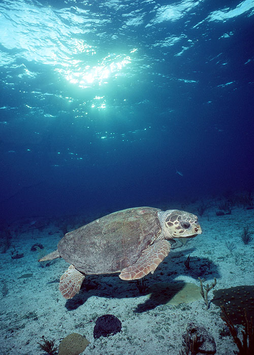 The Natural World - A Turtle's Guide to the Pacific - De la película
