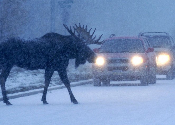 The Natural World - Moose on the Loose - Photos