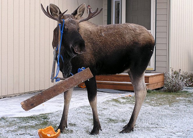 A természeti világ - Season 25 - Moose on the Loose - Filmfotók