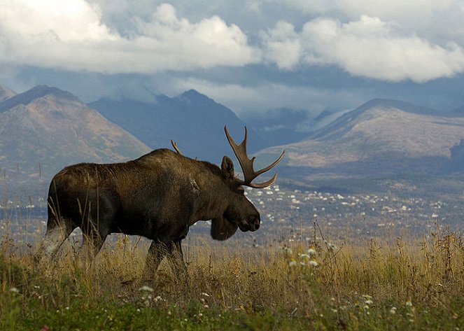 A természeti világ - Season 25 - Moose on the Loose - Filmfotók