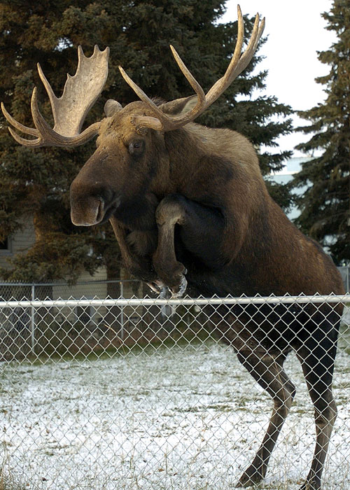 The Natural World - Moose on the Loose - De la película