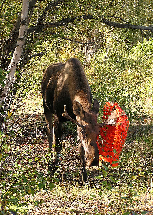 A természeti világ - Moose on the Loose - Filmfotók