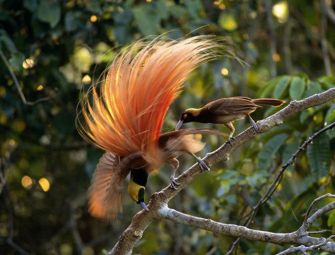 A természeti világ - Birds of Paradise - Filmfotók