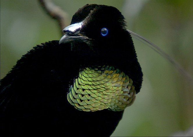 The Natural World - Birds of Paradise - De la película