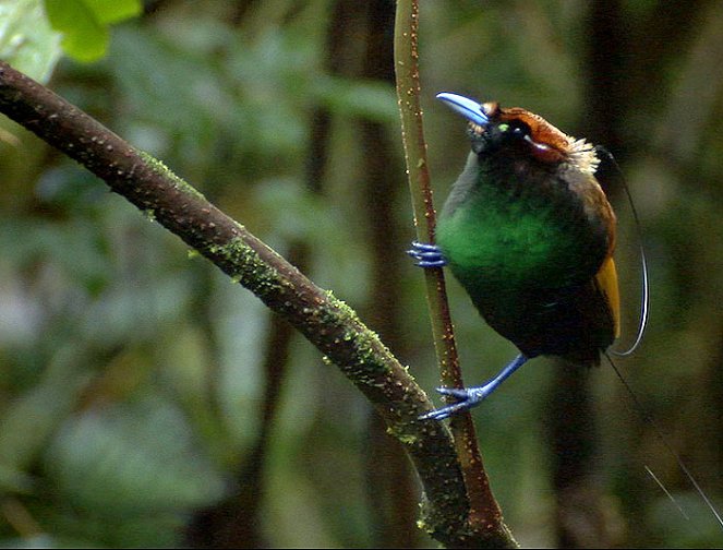 A természeti világ - Birds of Paradise - Filmfotók