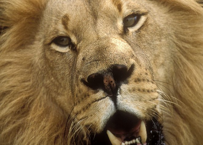 Natural World - Lion: Out of Africa? - Filmfotos