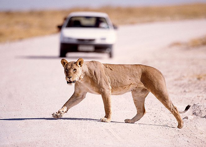 Natural World - Lion: Out of Africa? - Filmfotos
