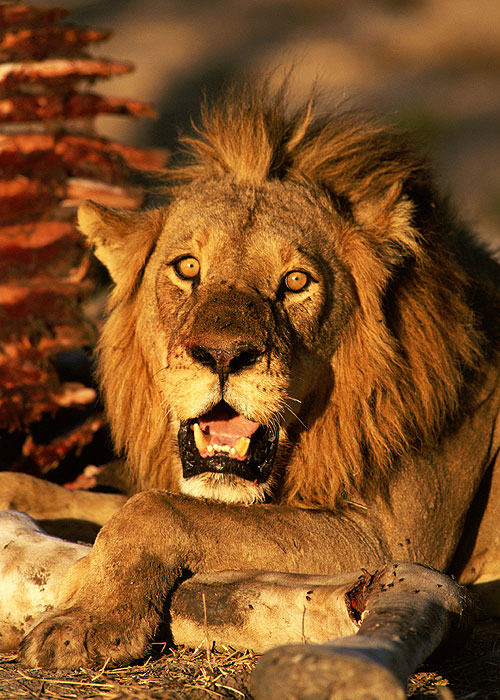 Natural World - Season 22 - Lion: Out of Africa? - Filmfotos