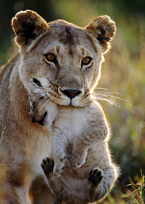 The Natural World - Lion: Out of Africa? - Photos