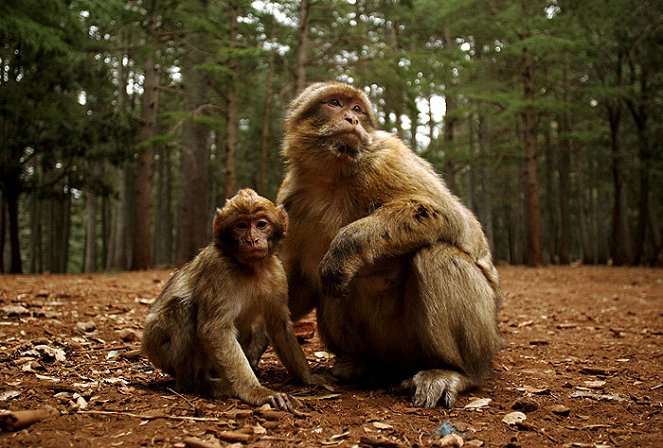 Společenství opic - Z filmu