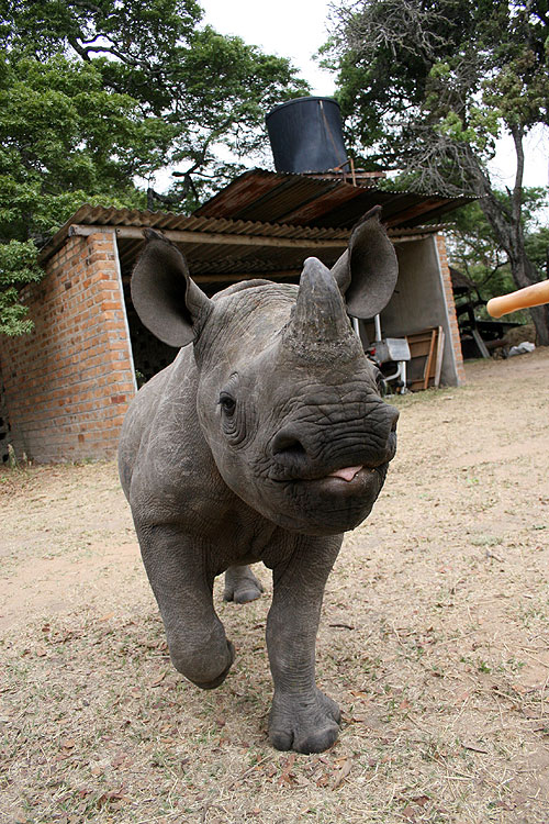 There's a Rhino in My House! - Photos