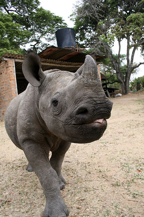 There's a Rhino in My House! - De la película