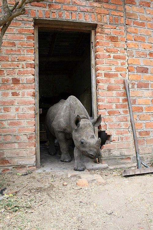 There's a Rhino in My House! - De la película