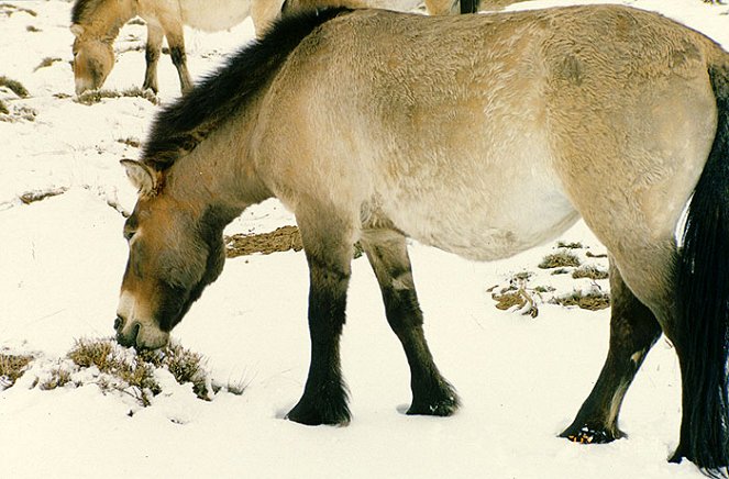Wild Horses: Return to China - Van film