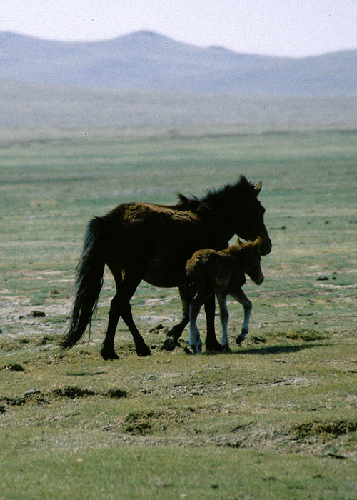 Wild Horses: Return to China - Filmfotos