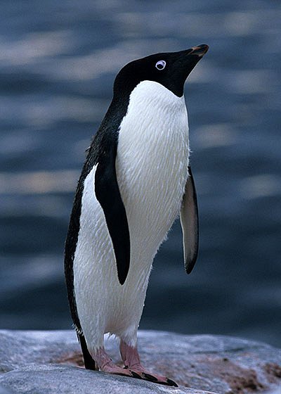 Topsy Turvy Penguin - Photos