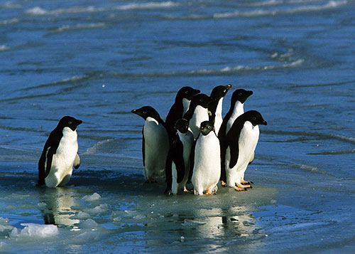 Odvržený tučňák - Z filmu