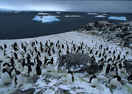 Topsy Turvy Penguin - Photos