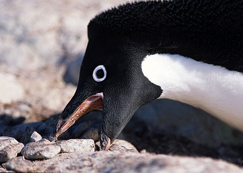 Odvržený tučňák - Z filmu