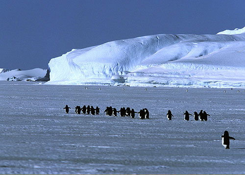 Topsy Turvy Penguin - Photos