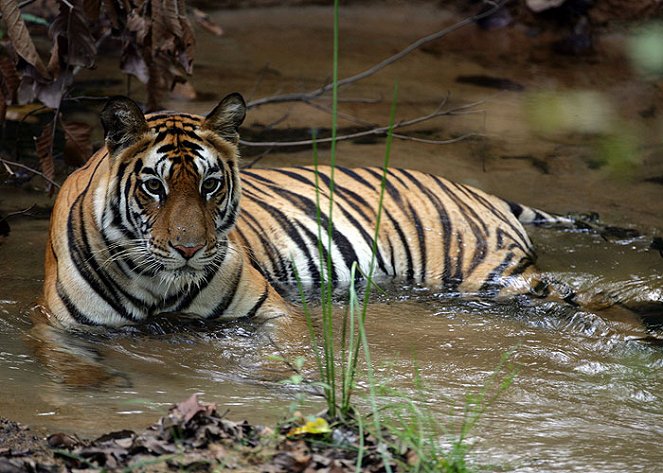 Natural World - Season 26 - Tiger Kill - Filmfotos