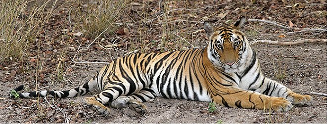 A természeti világ - Season 26 - Tiger Kill - Filmfotók