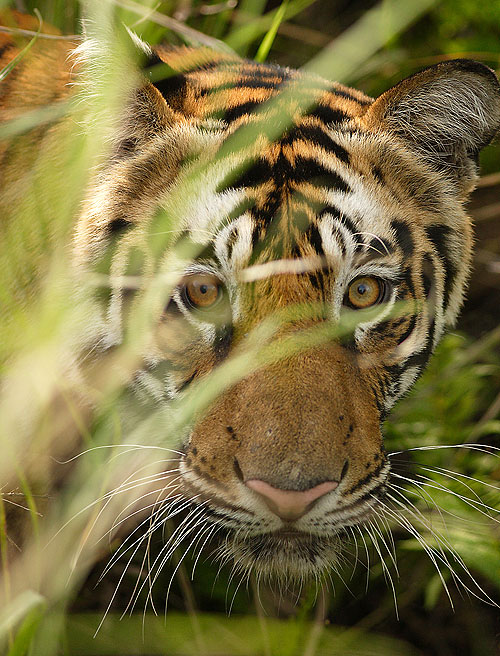 The Natural World - Tiger Kill - Photos