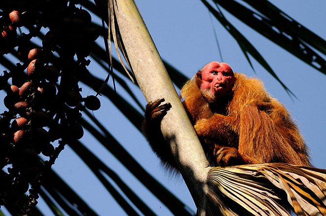 Svět přírody - Uakari: Tajemství anglické opice - Z filmu