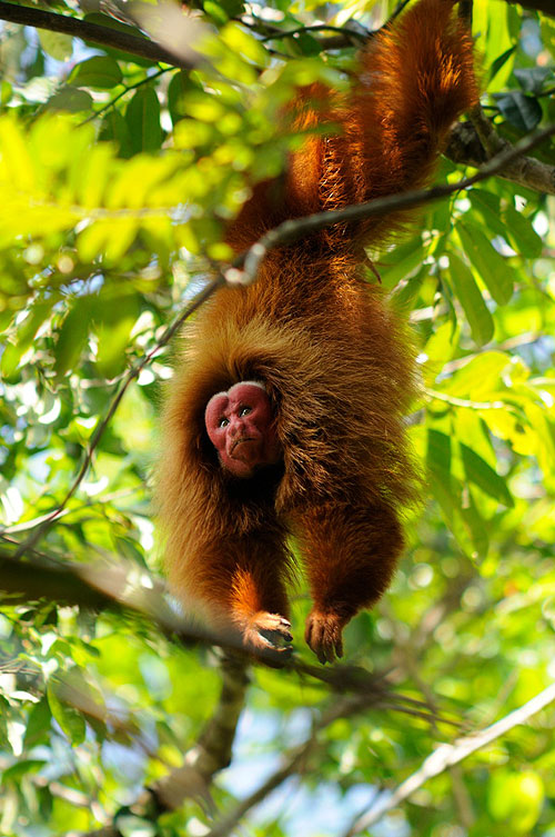 The Natural World - Season 27 - Uakari: Secrets of the English Monkey - Photos