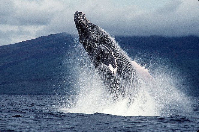 Humpbacks: From Fire to Ice - Filmfotók