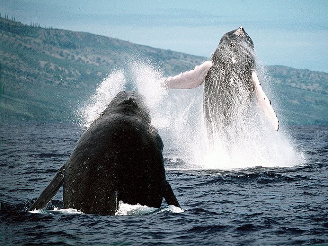 Humpbacks: From Fire to Ice - Van film