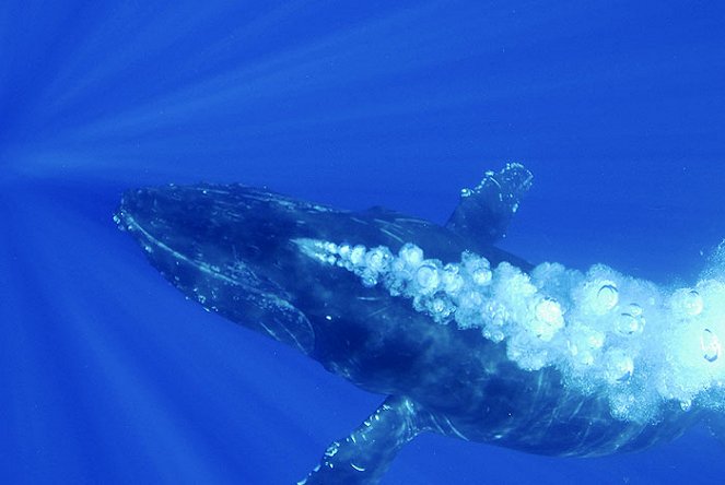 Humpbacks: From Fire to Ice - Filmfotos
